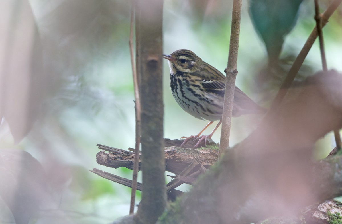 Olive-backed Pipit - ML617644413