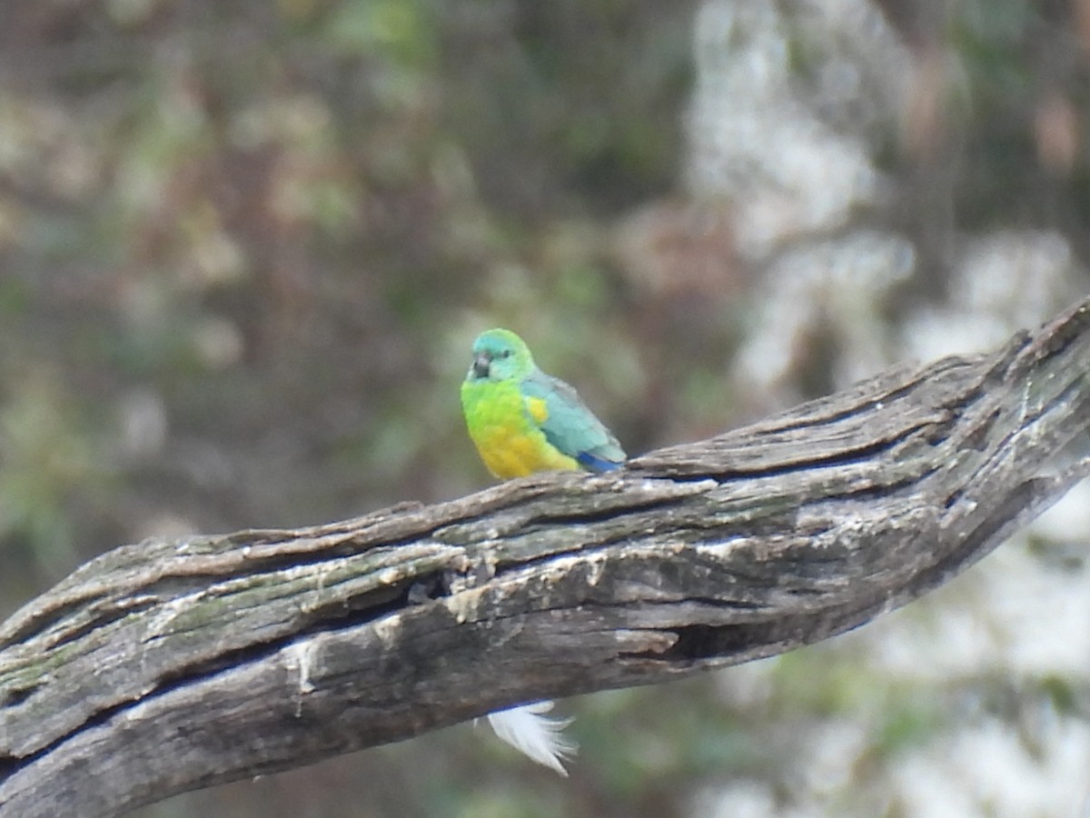 Red-rumped Parrot - ML617644415