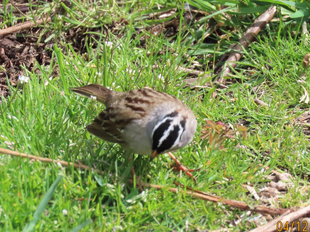 White-crowned Sparrow - ML617644417