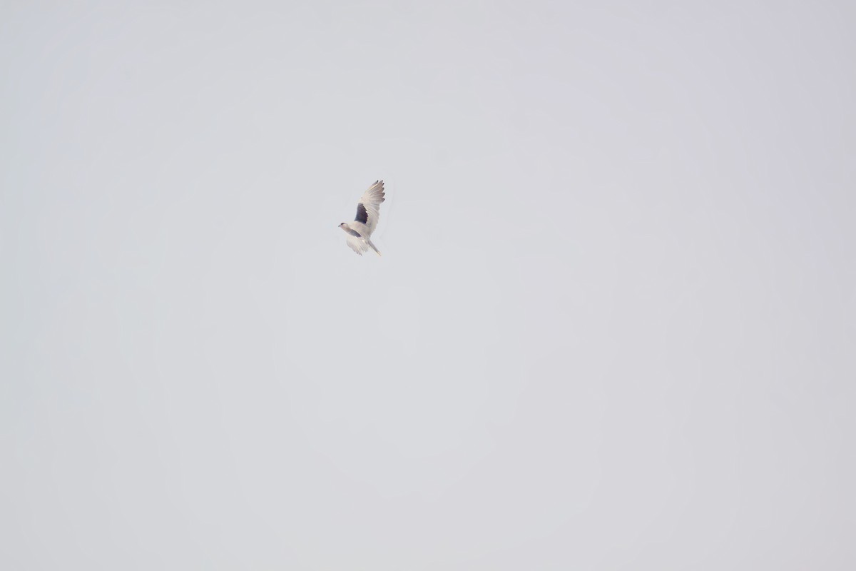 Black-winged Kite - ML617644424