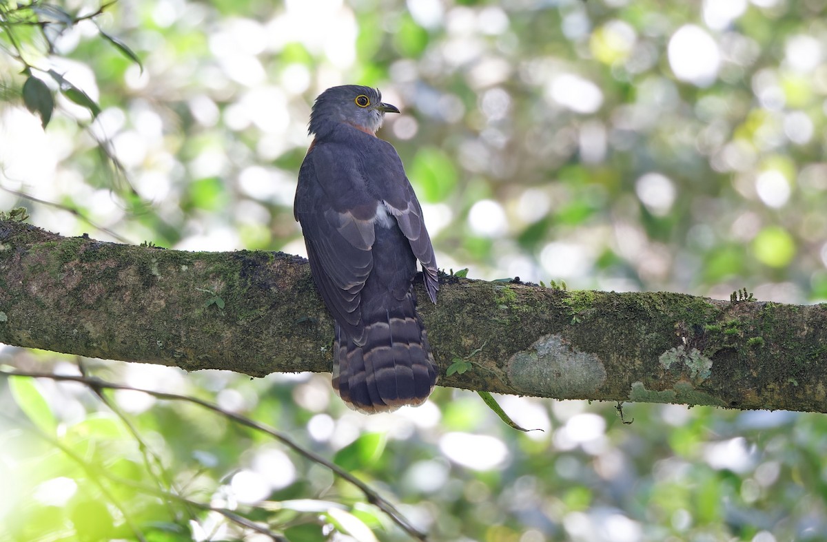 Philippine Hawk-Cuckoo - ML617644425