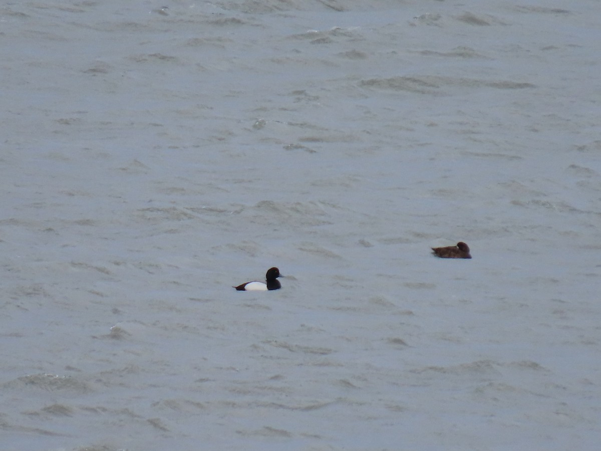 Greater Scaup - ML617644451