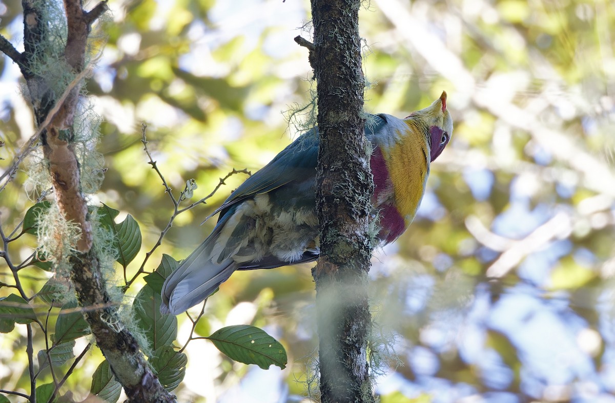 Yellow-breasted Fruit-Dove - ML617644472