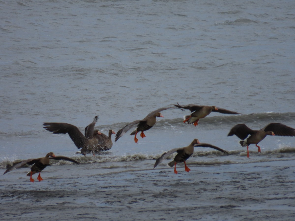 Greater White-fronted Goose - ML617644478