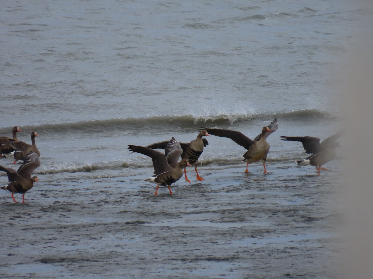 Greater White-fronted Goose - ML617644496