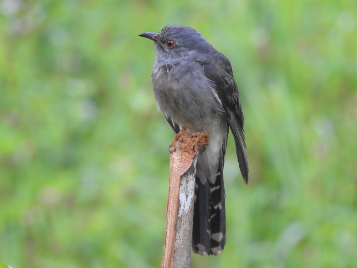 Gray-bellied Cuckoo - ML617644532