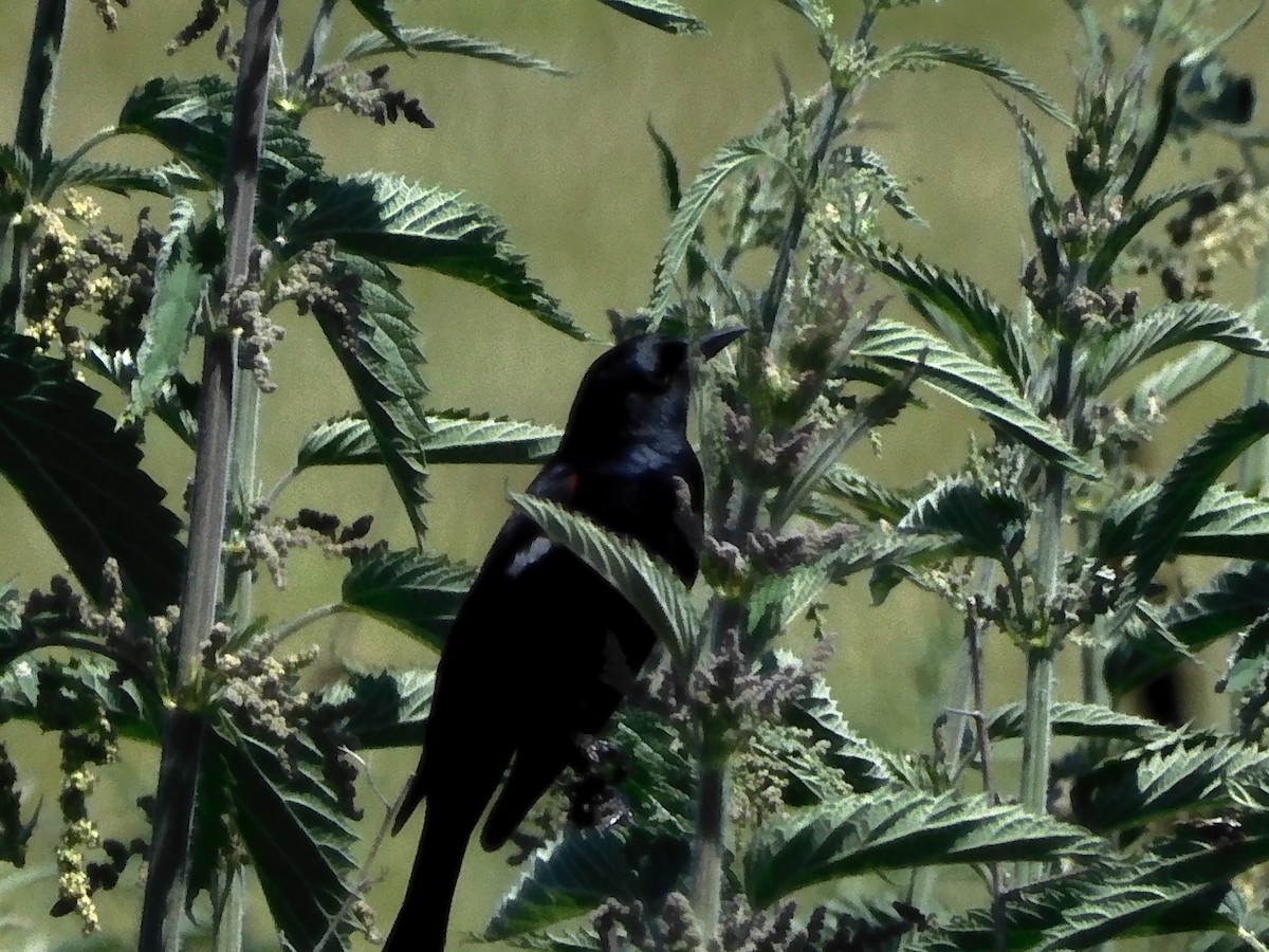 Tricolored Blackbird - ML617644649