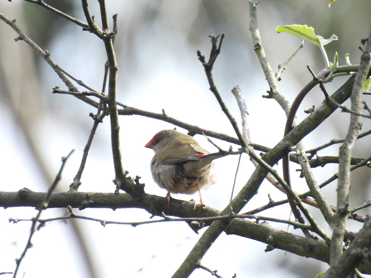 Red-browed Firetail - ML617644665