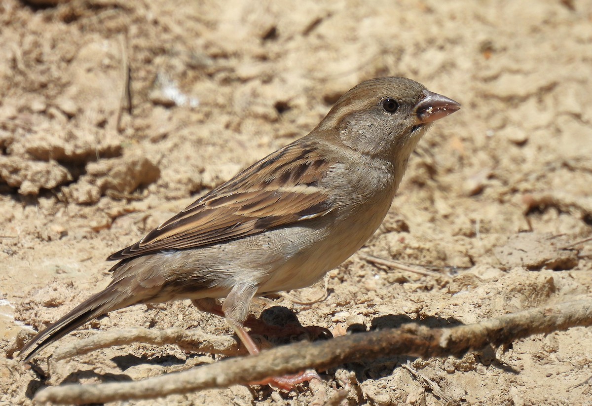 House Sparrow - Corvus 𓄿