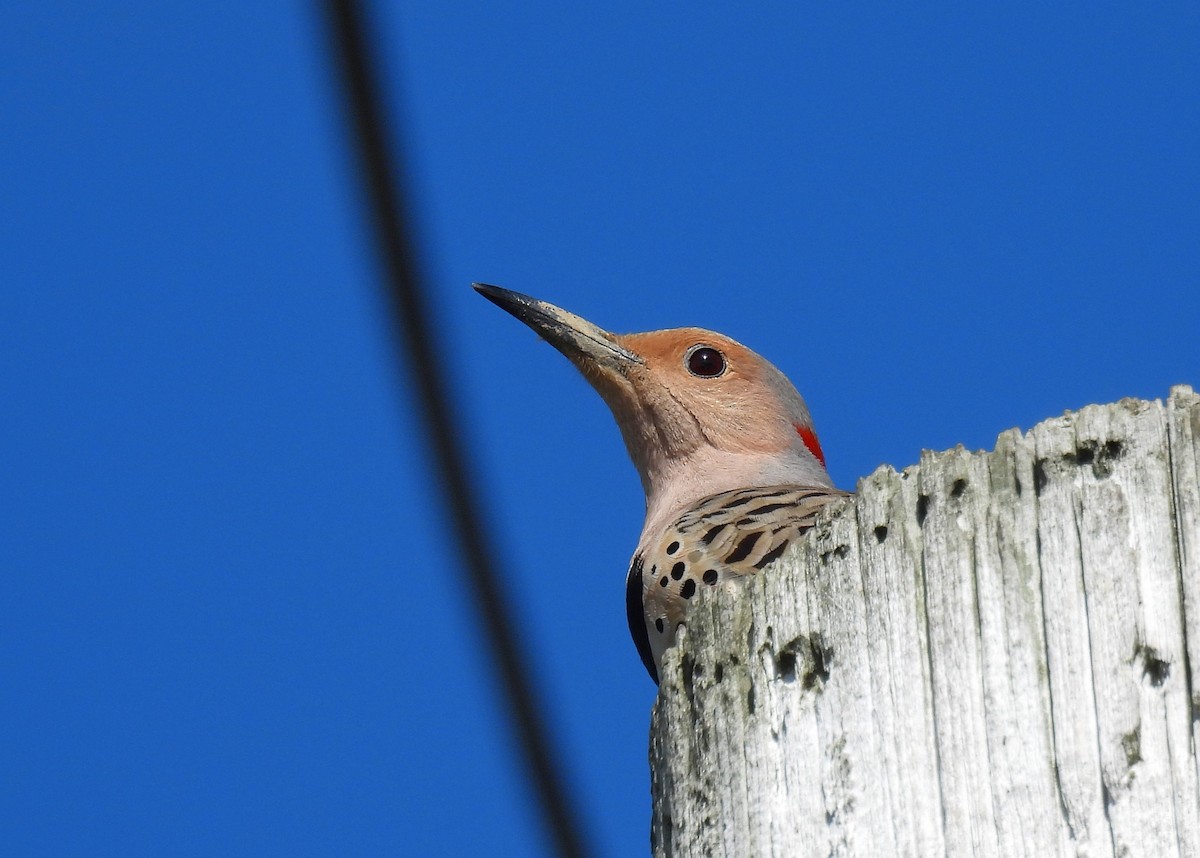Northern Flicker (Yellow-shafted) - ML617644692