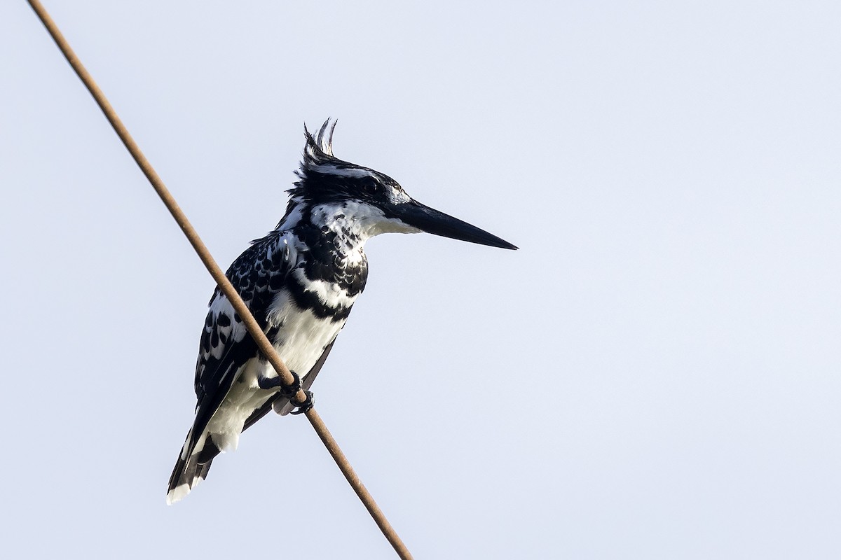 Pied Kingfisher - Niall D Perrins