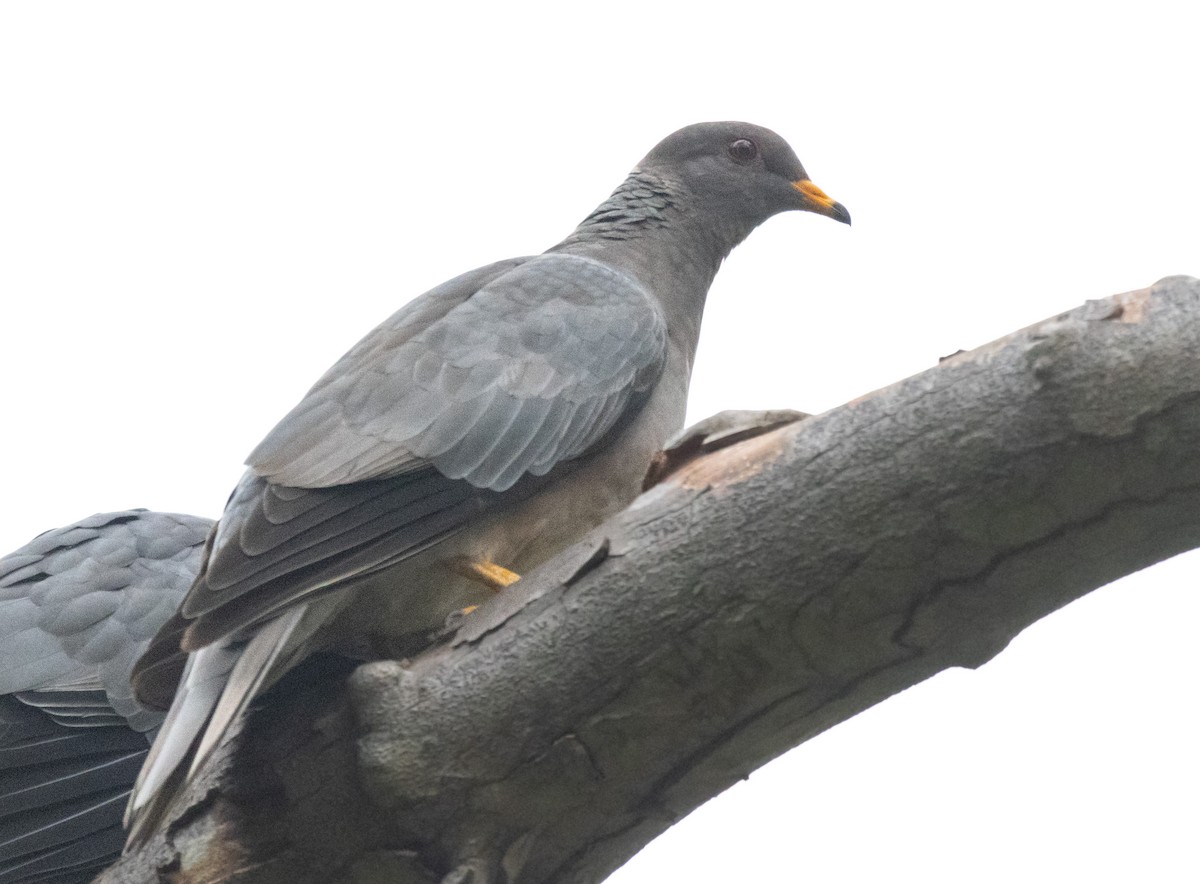 Band-tailed Pigeon - ML617644698