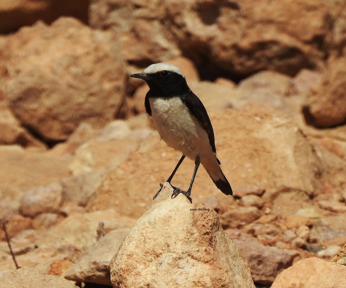 Mourning Wheatear (Maghreb) - Paco Chiclana