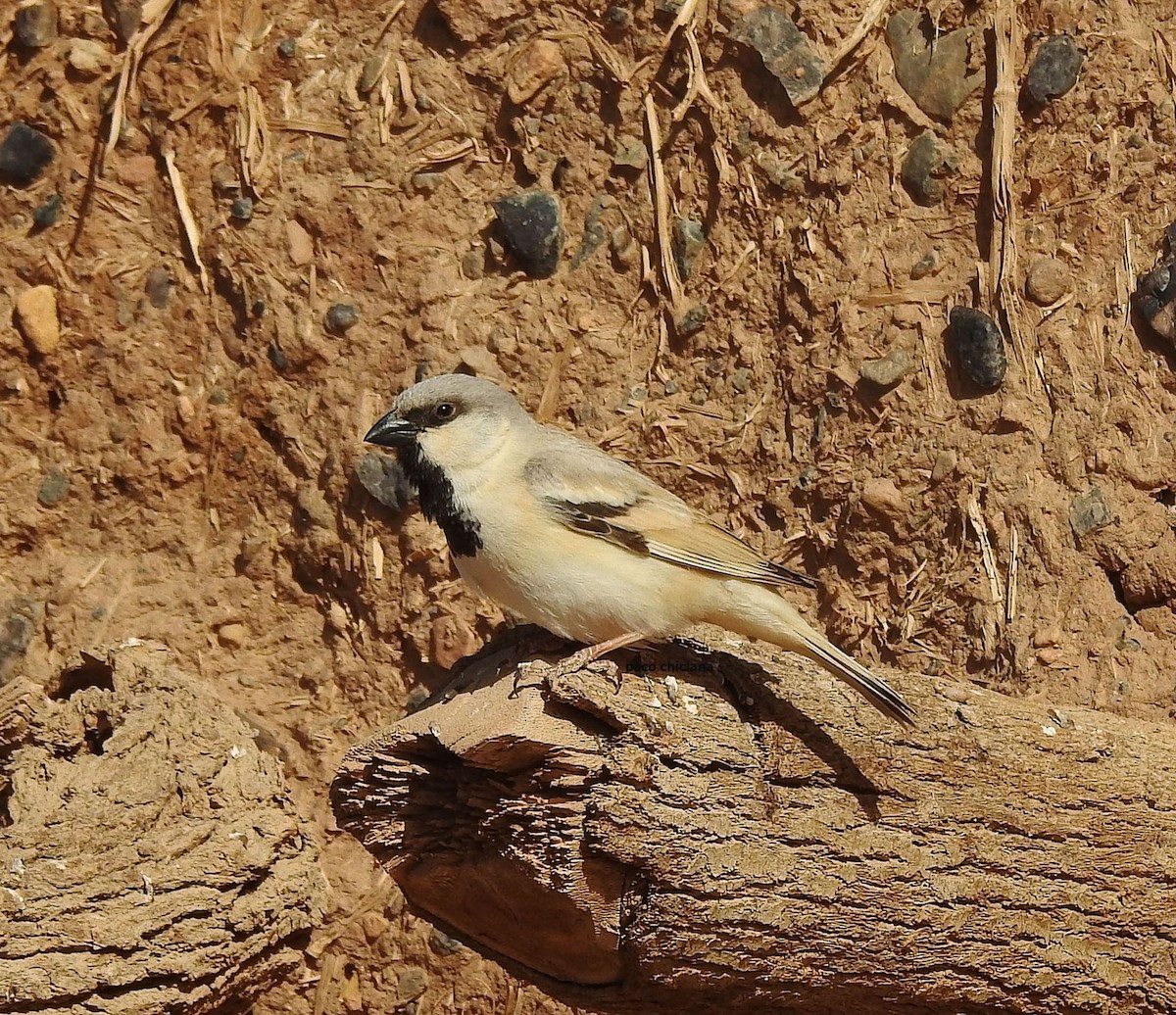 Desert Sparrow - ML617644702