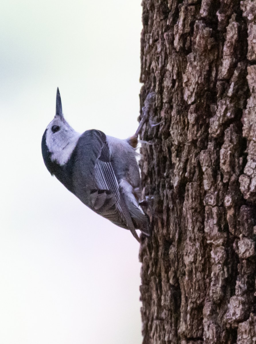 White-breasted Nuthatch - ML617644764