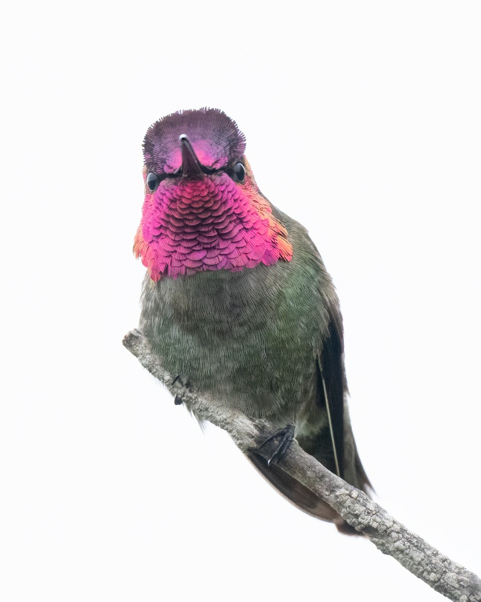 Anna's Hummingbird - ML617644767