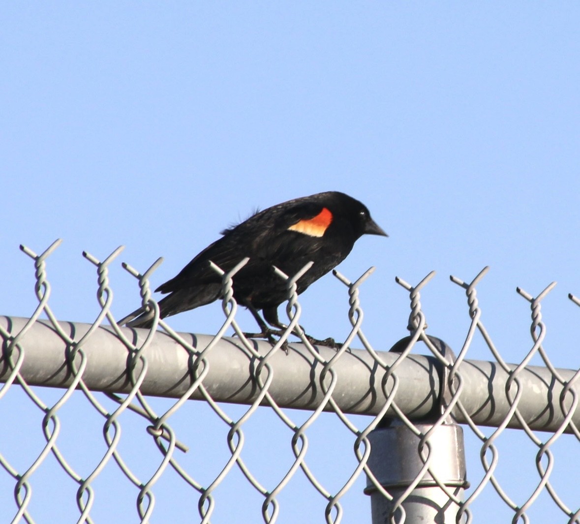 Red-winged Blackbird - ML617644774