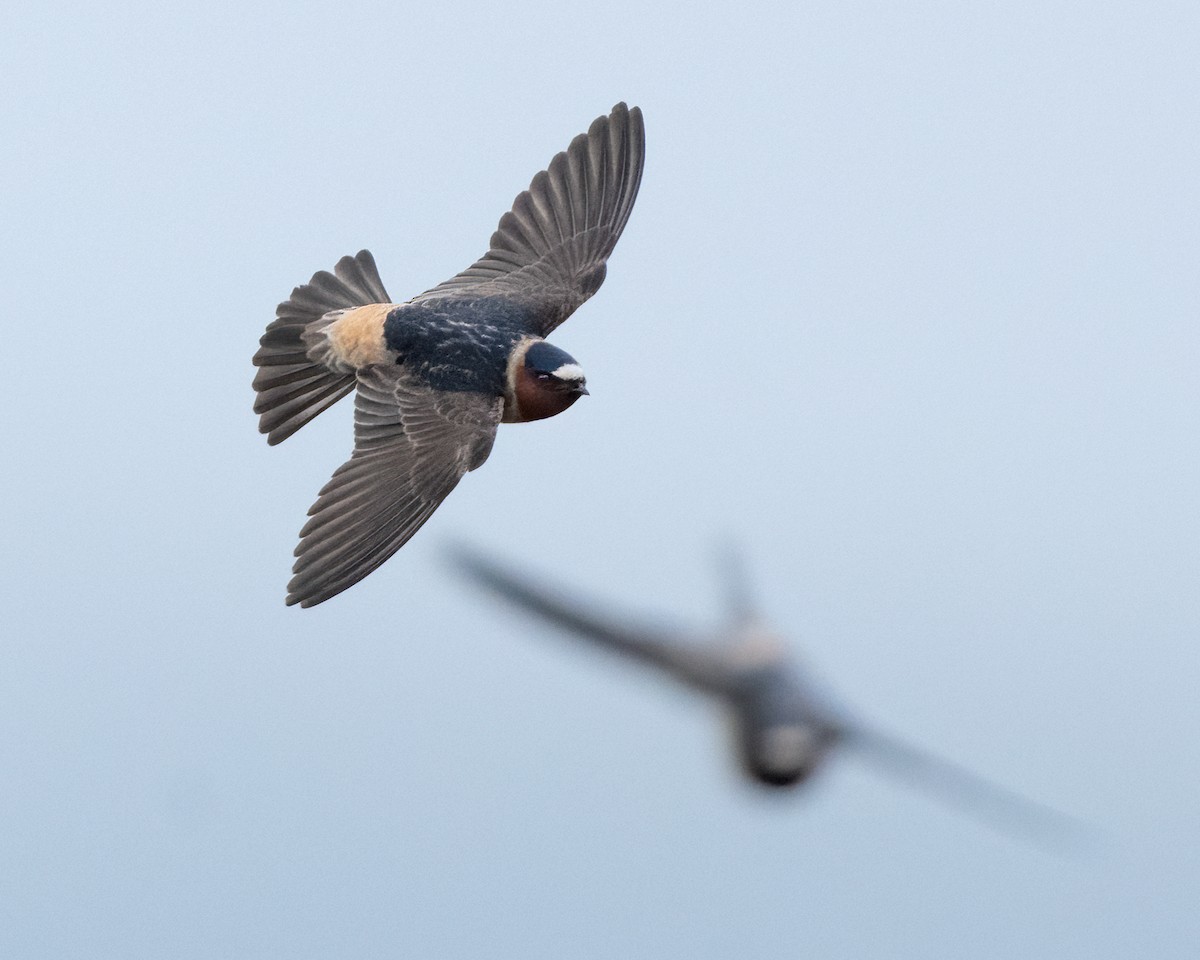 Cliff Swallow - Sue Cook