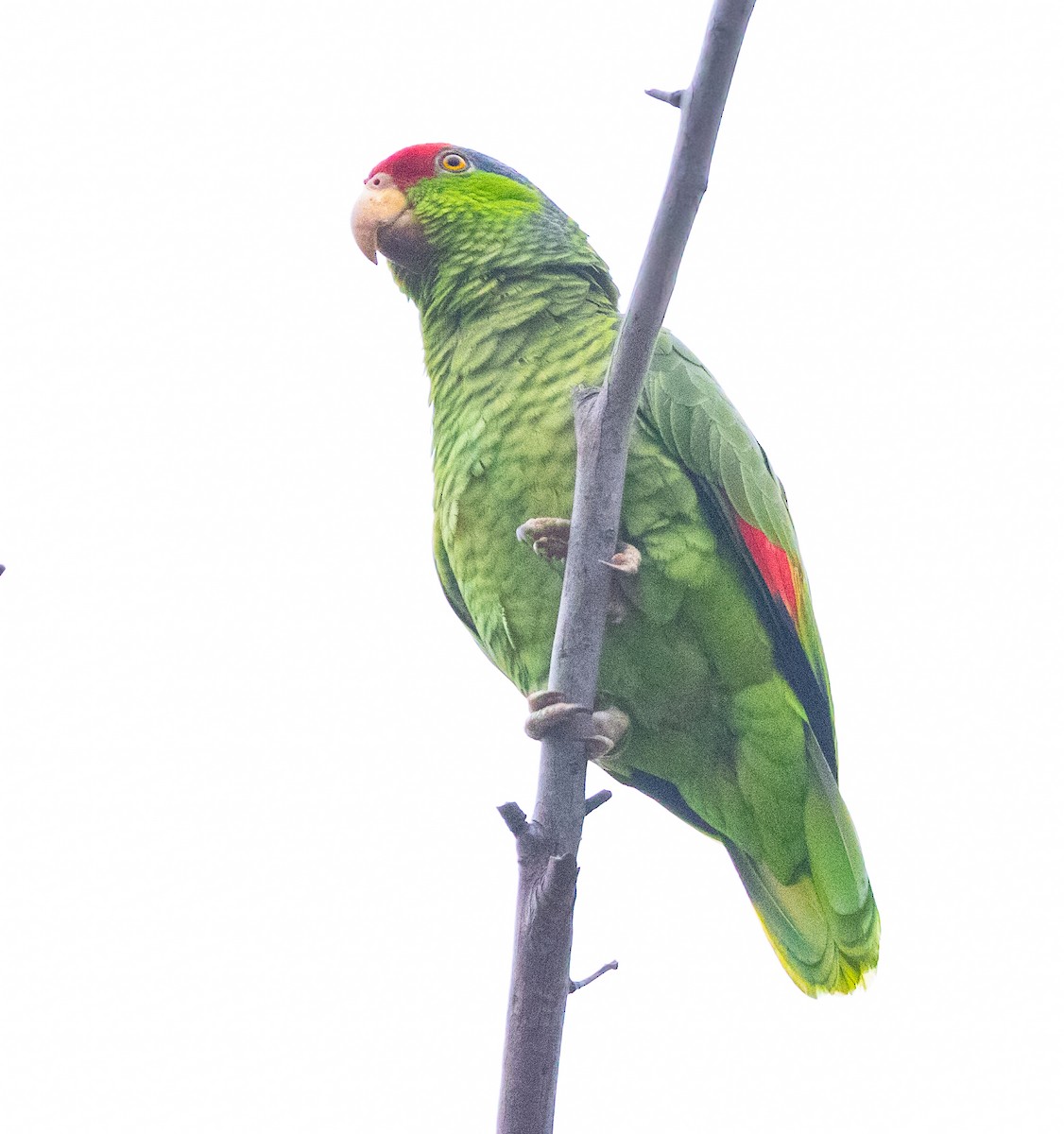Red-crowned Parrot - ML617644794