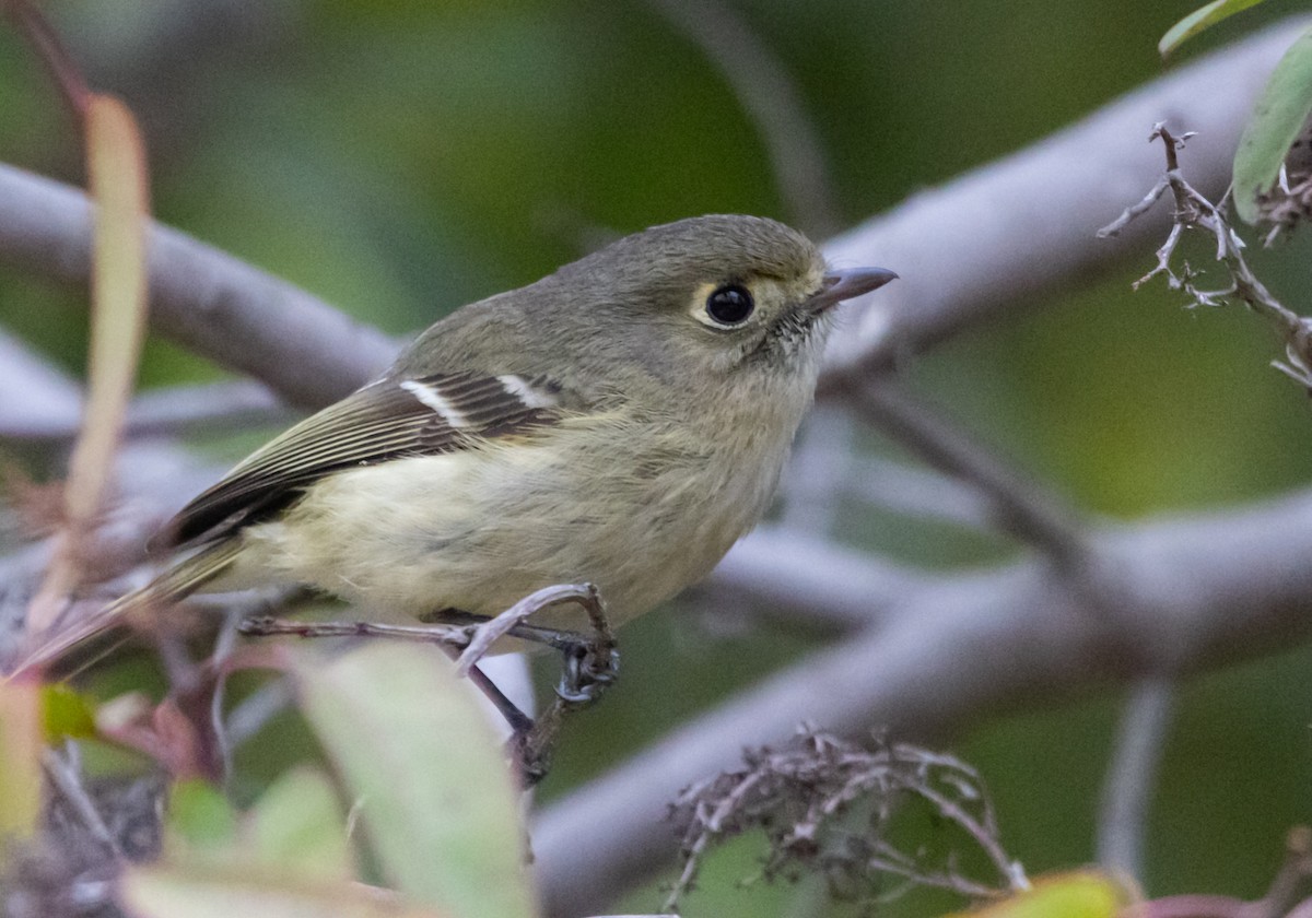 Hutton's Vireo - Timothy Aarons