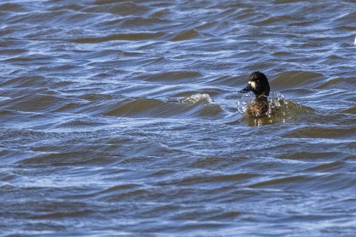 Greater Scaup - ML617644834