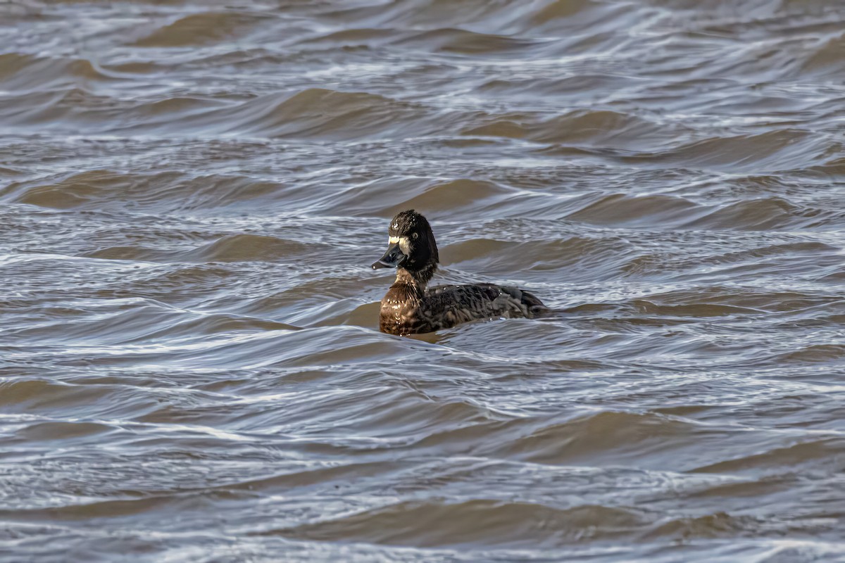 Greater Scaup - ML617644835