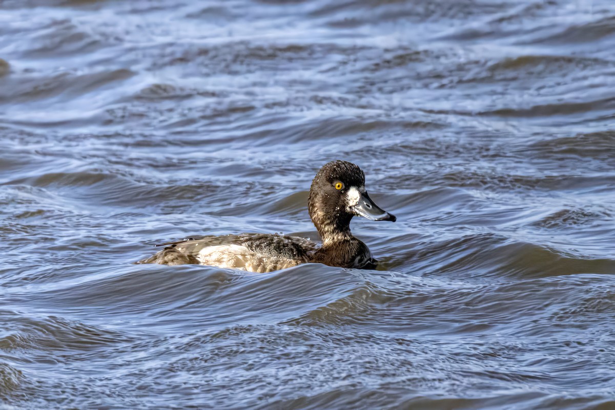 Greater Scaup - ML617644836