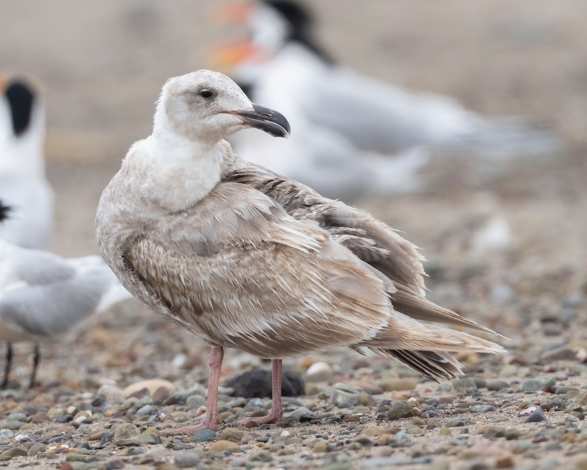 Glaucous-winged Gull - Sue Cook