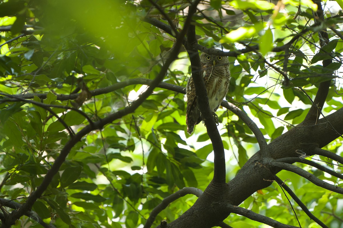 Asian Barred Owlet - ML617644867