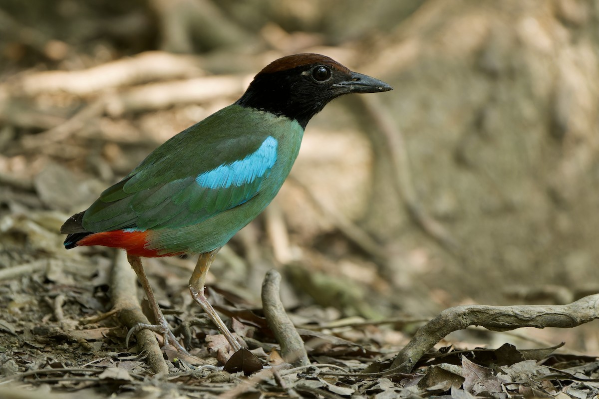 Western Hooded Pitta (Chestnut-crowned) - ML617644875