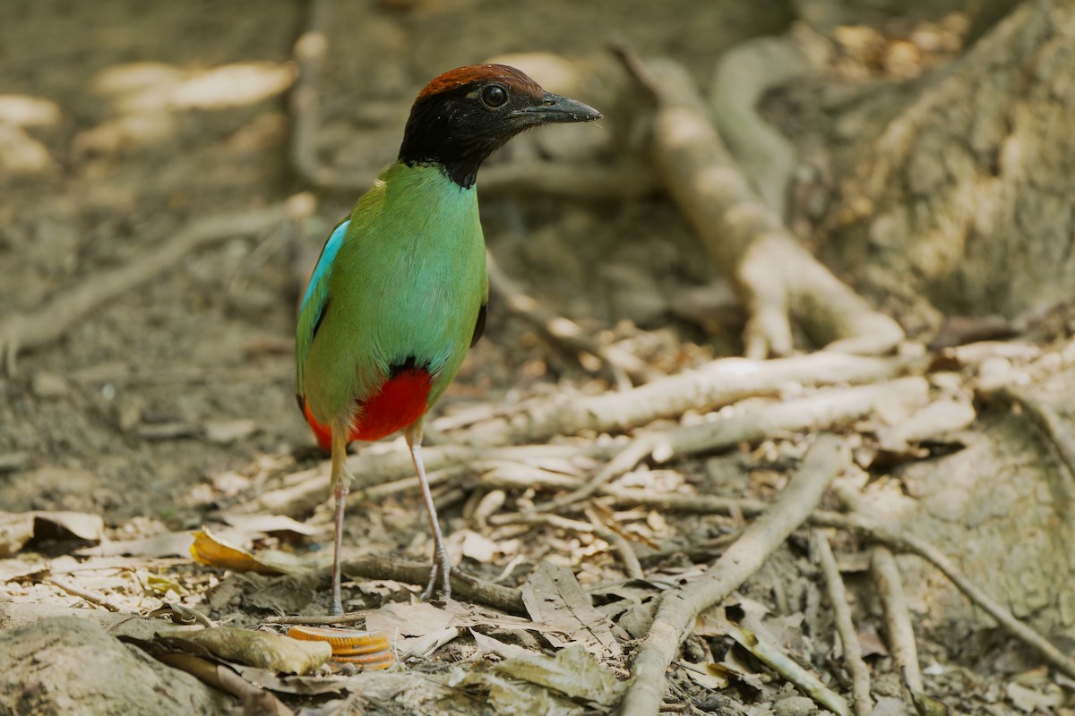 Western Hooded Pitta (Chestnut-crowned) - ML617644877