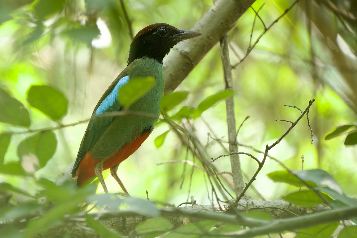 Western Hooded Pitta (Chestnut-crowned) - ML617644878