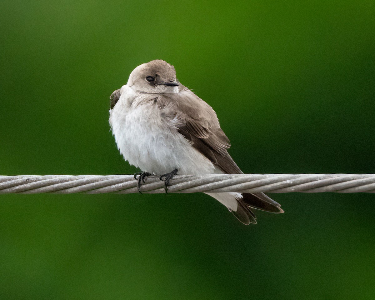 Northern Rough-winged Swallow - ML617644887