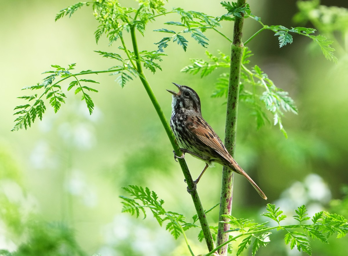 Song Sparrow - Pete Sole