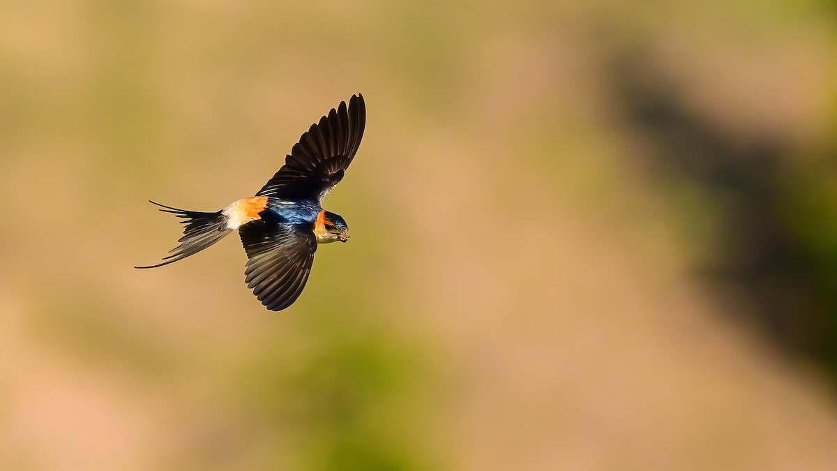 Red-rumped Swallow - ML617644978