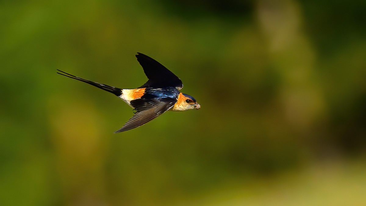 Red-rumped Swallow - ML617644979