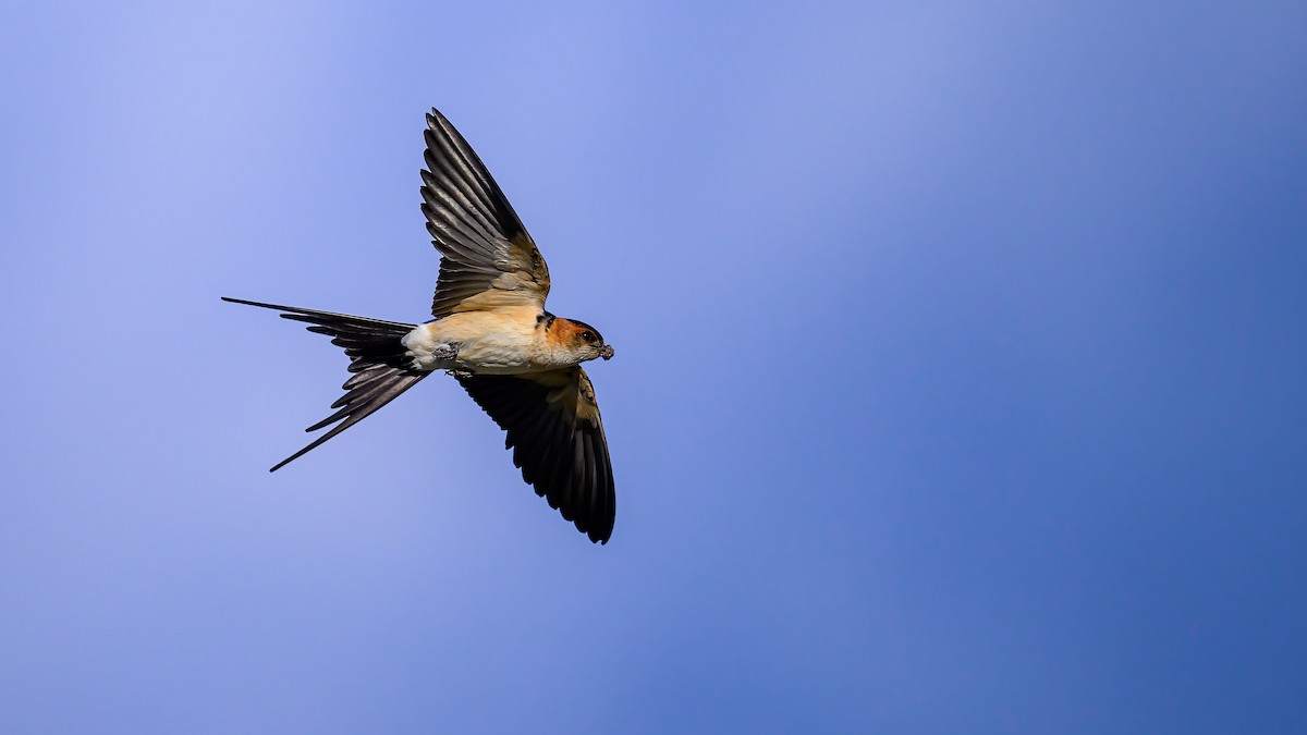 Red-rumped Swallow - ML617644980