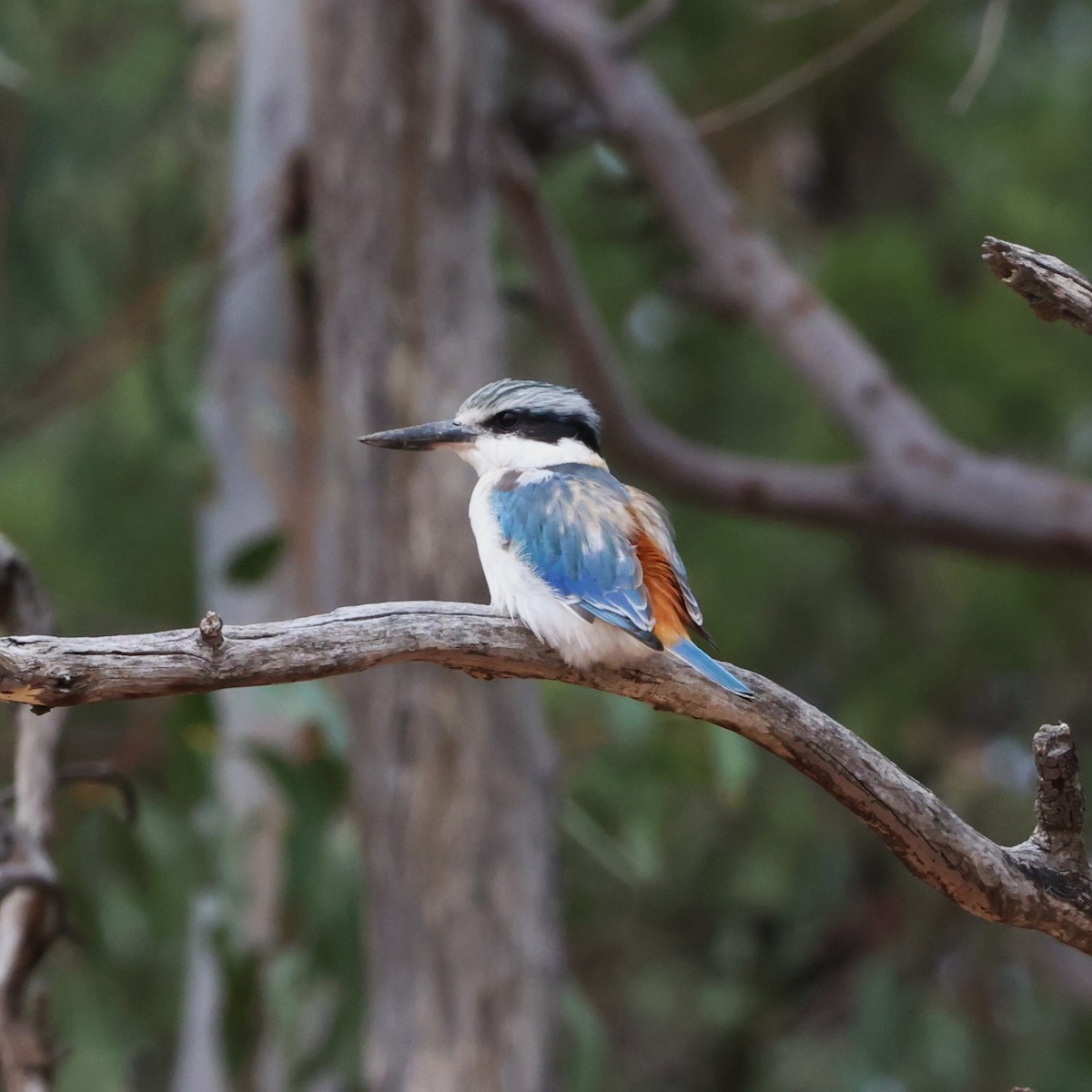 Red-backed Kingfisher - cindy galvin