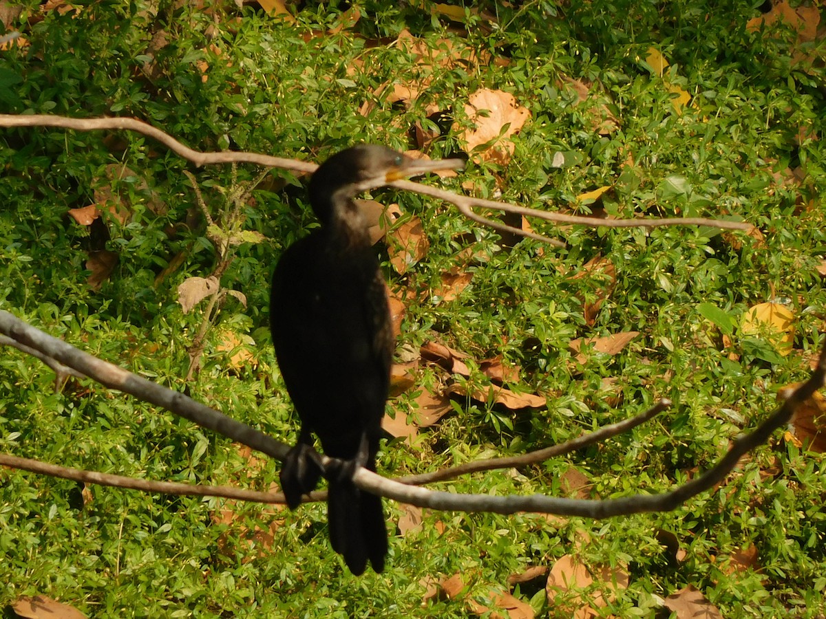 Indian Cormorant - Sushant Pawar