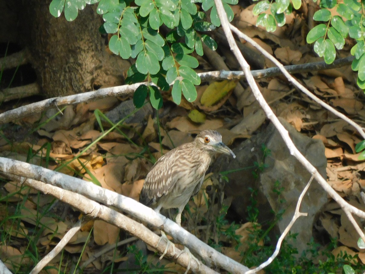 Black-crowned Night Heron - Sushant Pawar