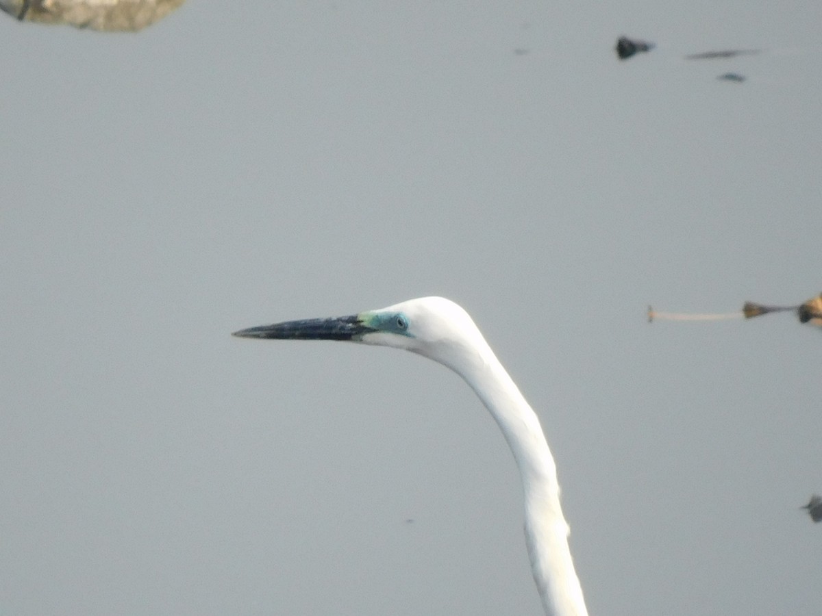 Great Egret - Sushant Pawar