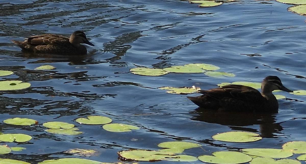 eBird Checklist - 20 Apr 2024 - Warner Lakes - 32 species (+1 other taxa)