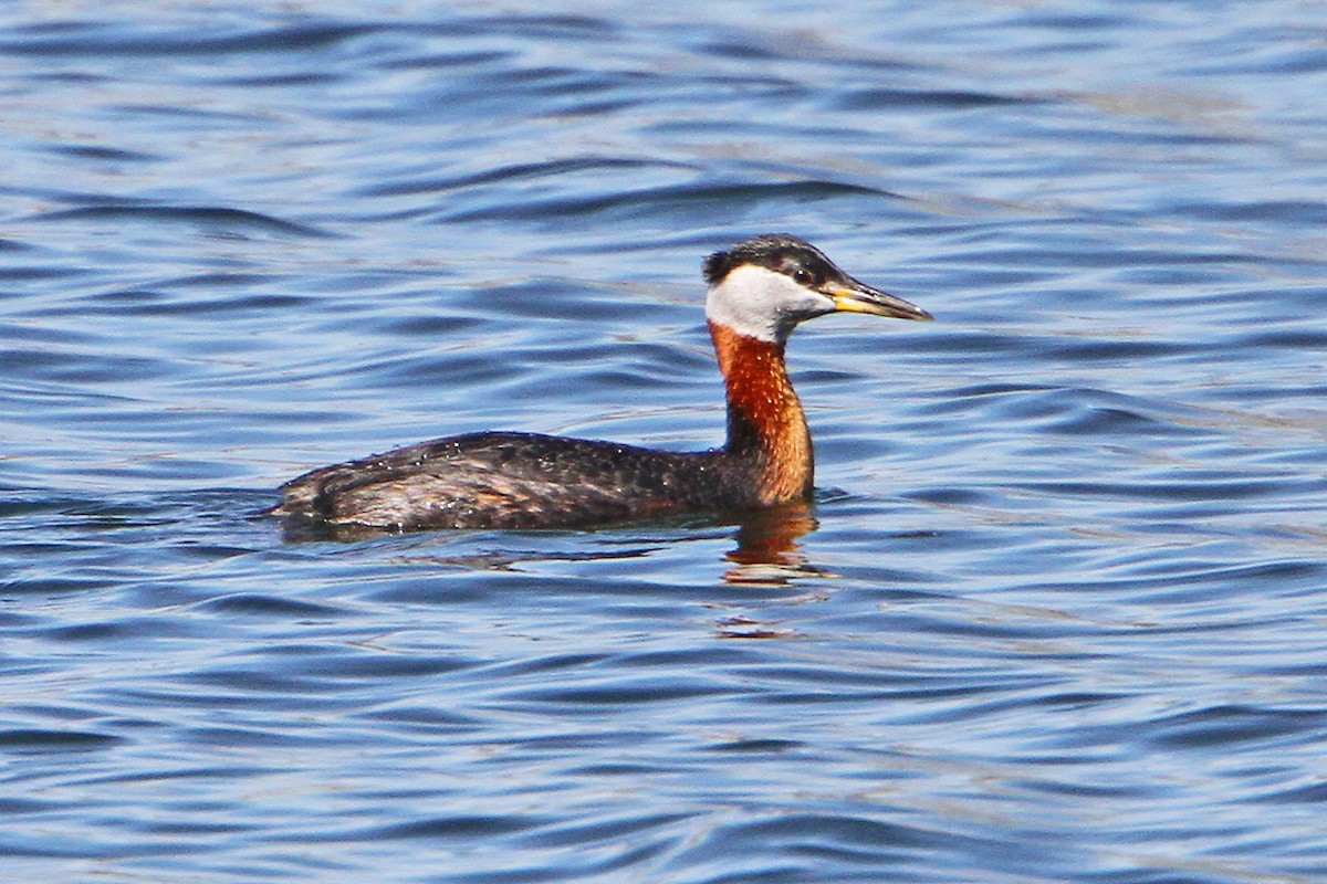 Red-necked Grebe - ML617645163