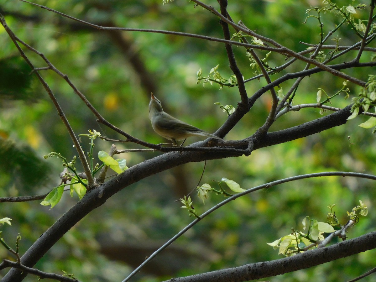 Greenish Warbler - Sushant Pawar