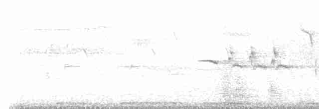 Rougequeue à front blanc (phoenicurus) - ML617645206
