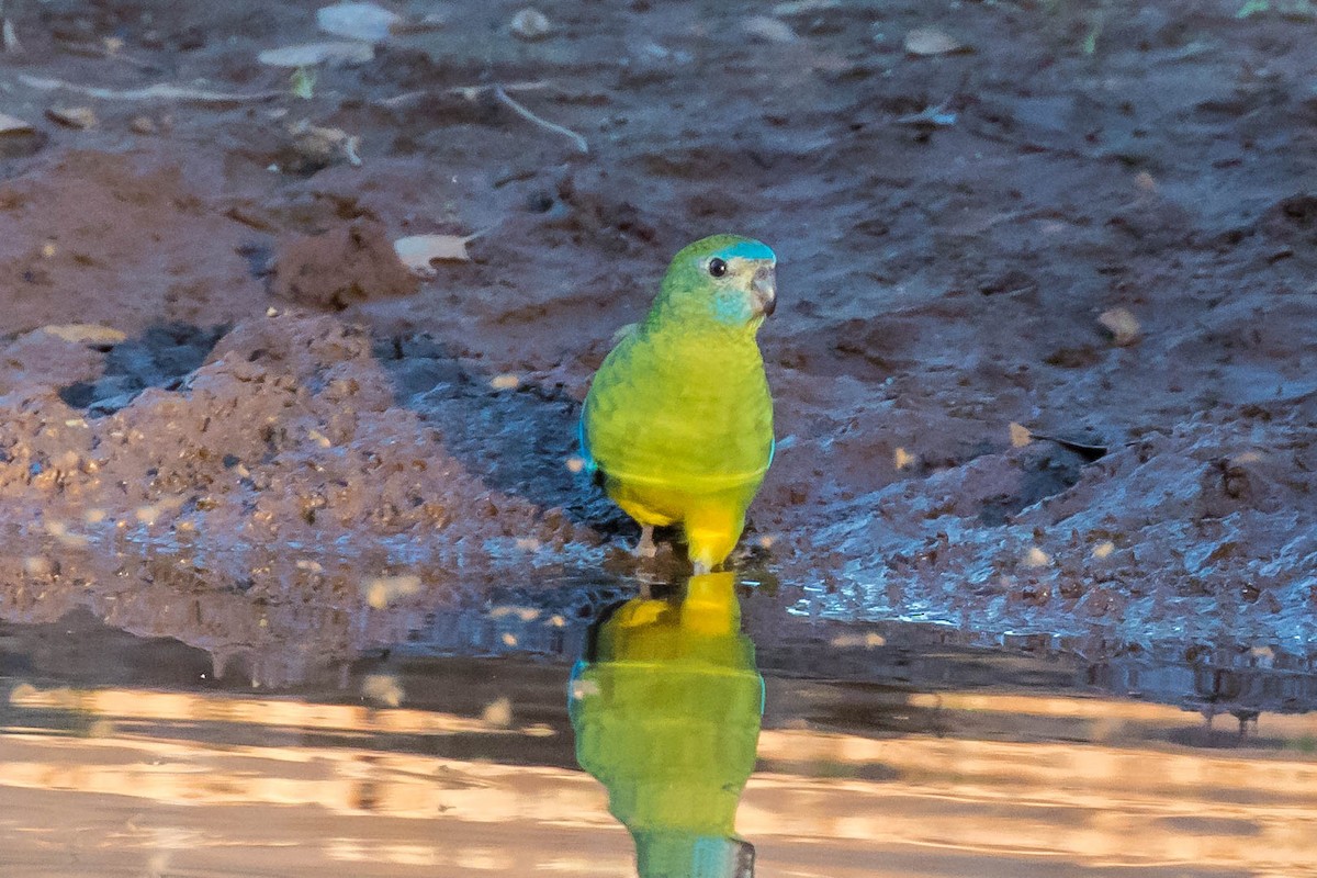 Turquoise Parrot - Mikayla Burke