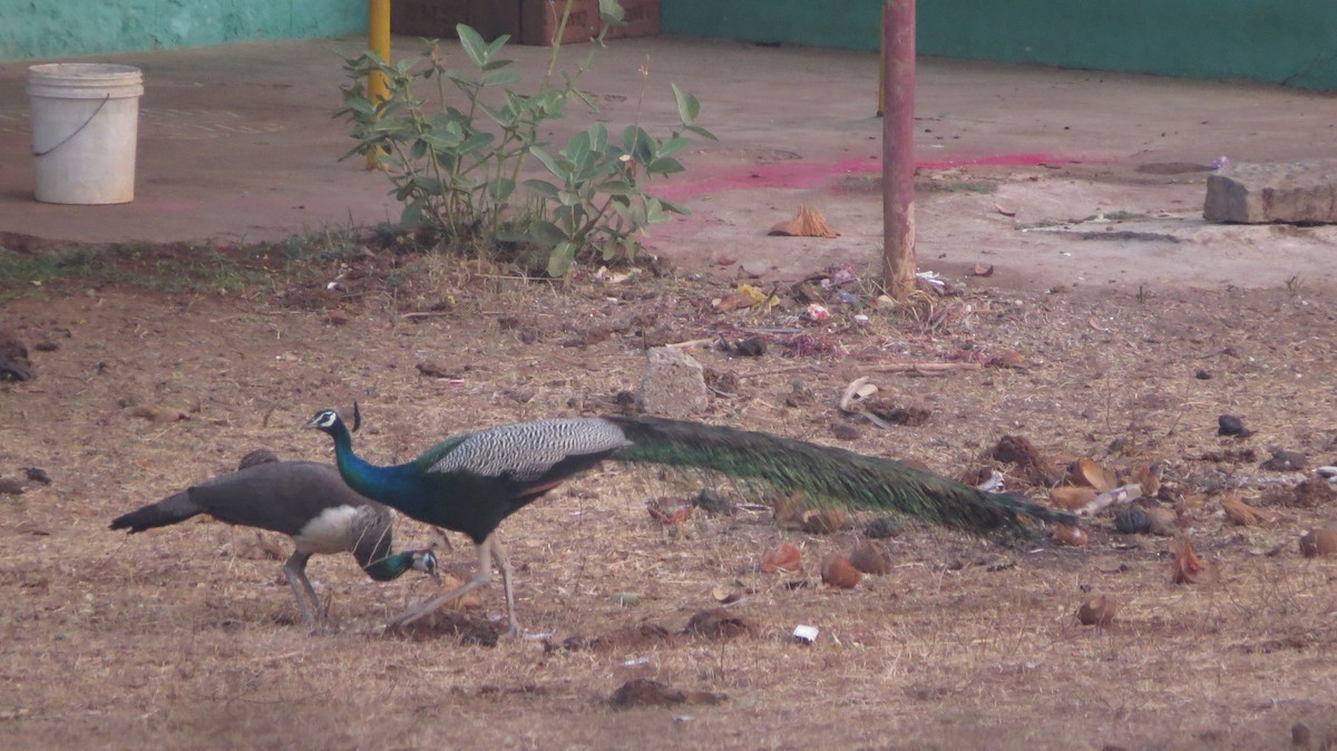 Indian Peafowl - Sathyanarayana Srinivasan