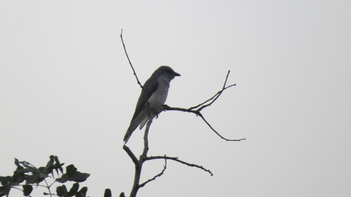 Large Cuckooshrike - Sathyanarayana Srinivasan
