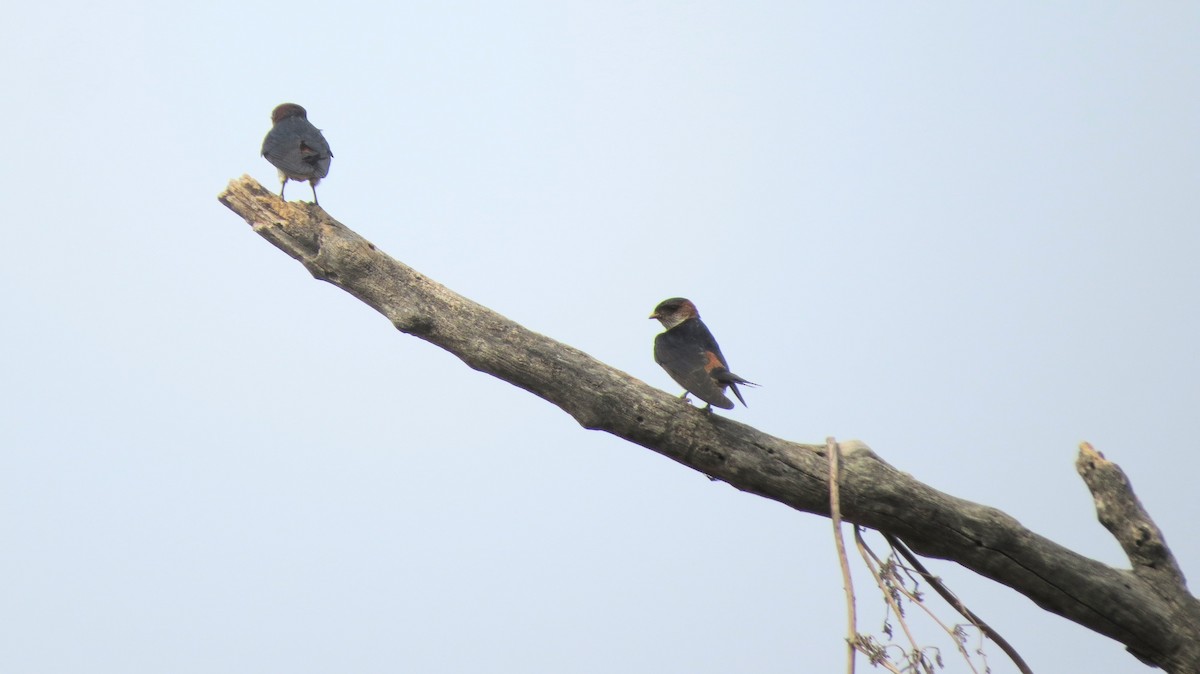 Red-rumped Swallow - ML617645318