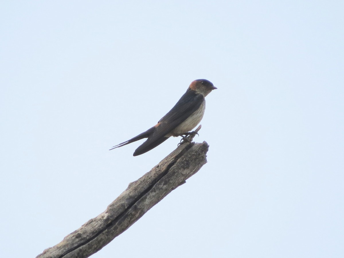 Red-rumped Swallow - ML617645321